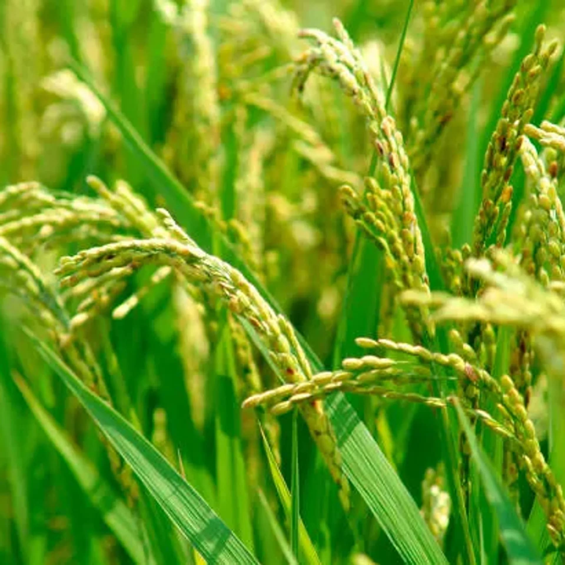 She Didn’t Farm the Grain — She Controlled When It Became Food