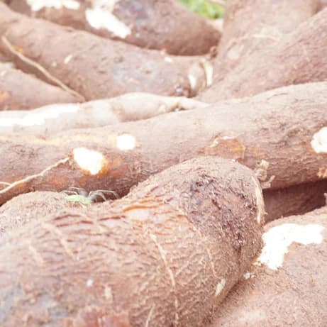 How Biscuits Are Made from Cassava š¾šŖ