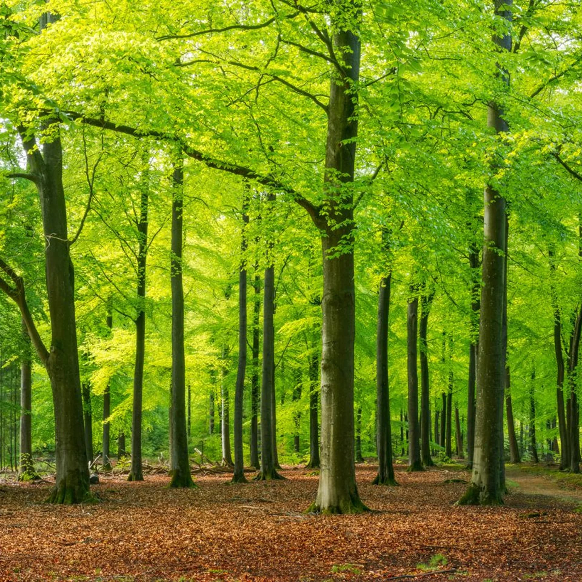 Whispers of the Forest