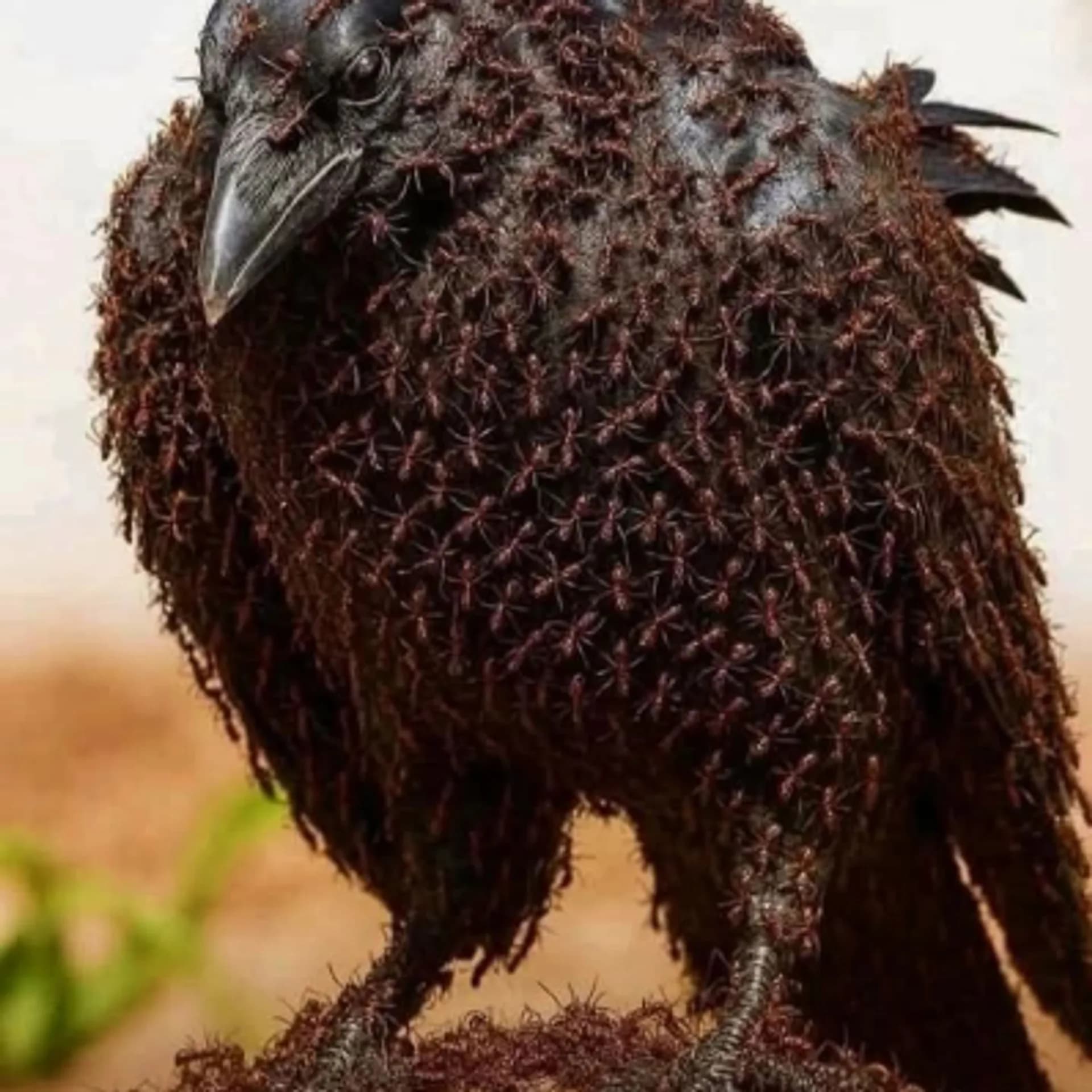“I Thought This Bird Was Dying… Nature Was Actually Treating It”**
