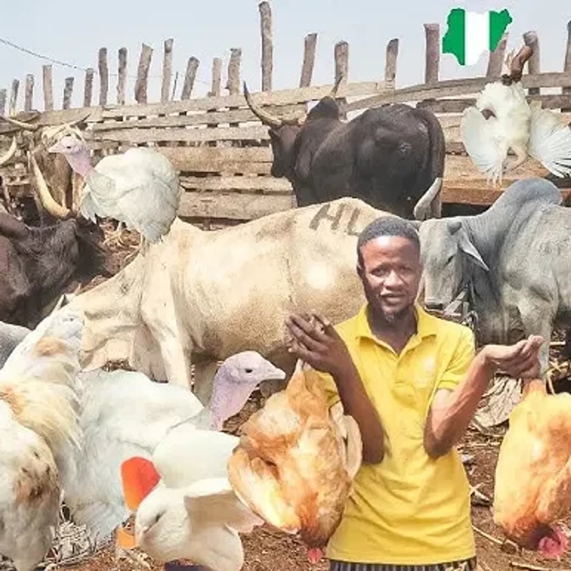 Christmas is almost here, but the livestock market is suffering š