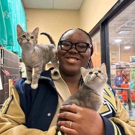 Where to Buy a Cat in Lagos š±