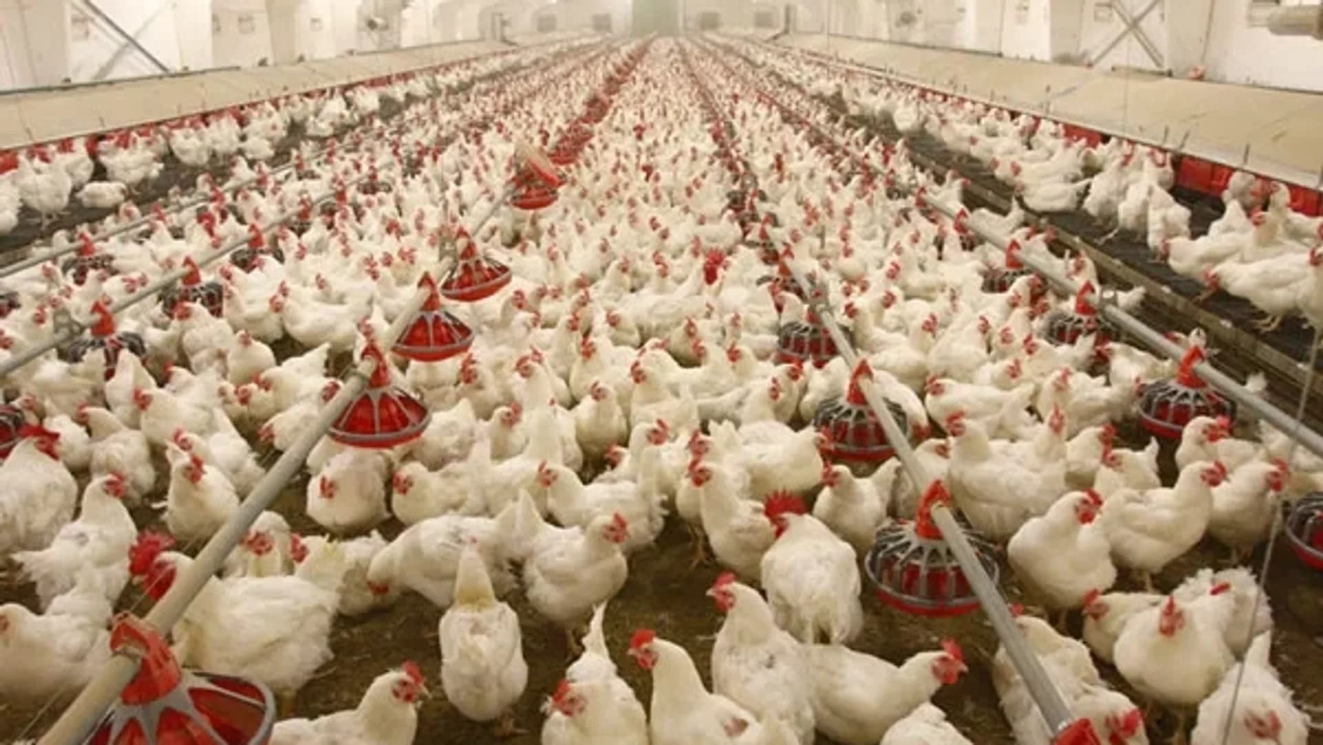 Chick Price Drop Pushes Farmers Into Hardship Ahead of the Festive Season